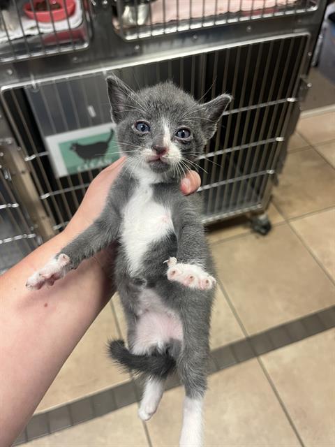 adoptable Cat in Statesville, NC named SMOKEY JOE