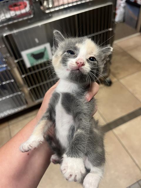 adoptable Cat in Statesville, NC named LILLY