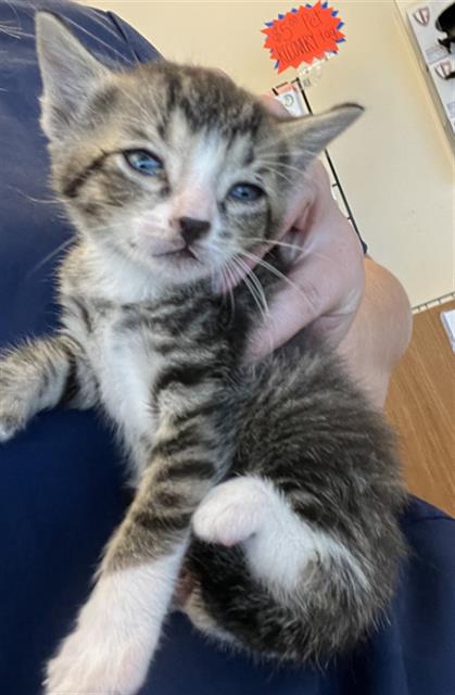 adoptable Cat in Statesville, NC named LEVI