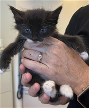 adoptable Cat in Statesville, NC named DAISY