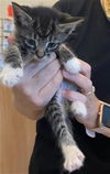 adoptable Cat in , NC named COCONUT