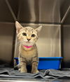 adoptable Cat in , NC named THALIA