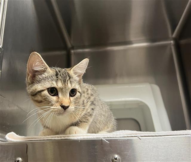 adoptable Cat in Statesville, NC named ANNABETH