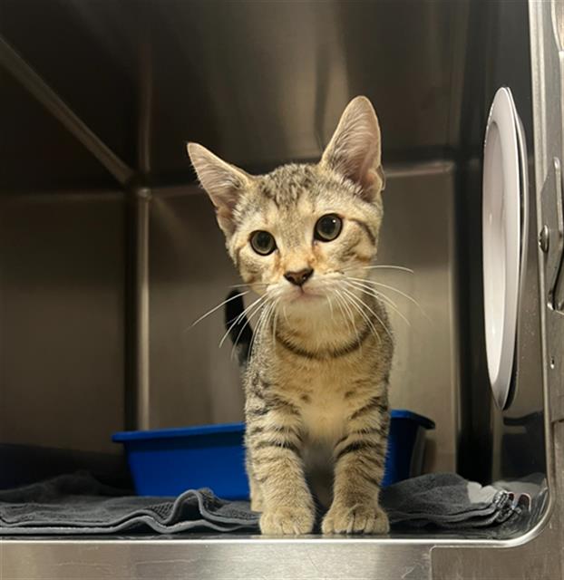 adoptable Cat in Statesville, NC named PERCY