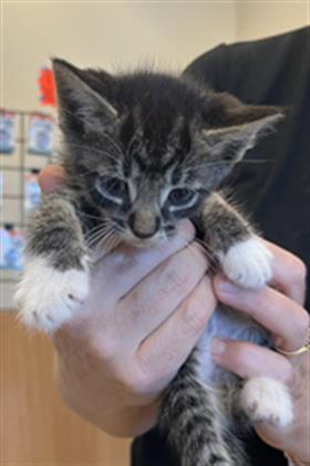 adoptable Cat in Statesville, NC named SOCKS