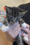 adoptable Cat in , NC named SOCKS