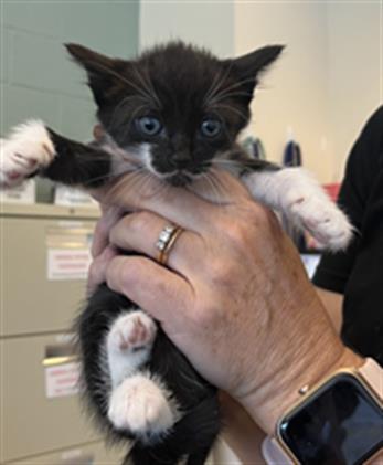 adoptable Cat in Statesville, NC named PERCEY