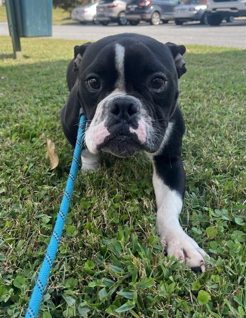 adoptable Dog in Statesville, NC named BOO