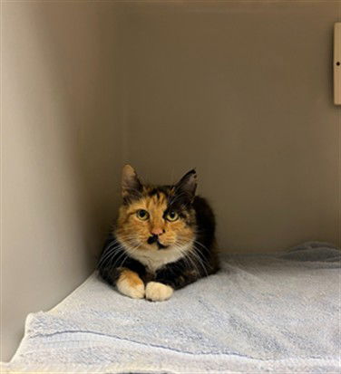 picture of the cat needing adoption