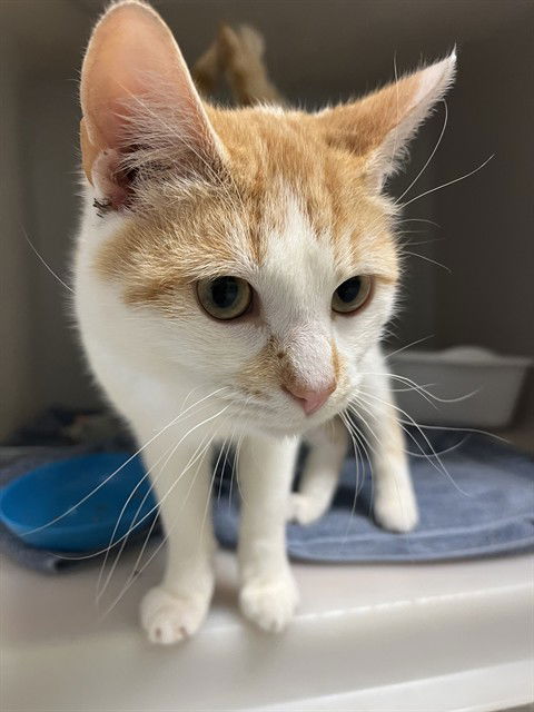 picture of the cat needing adoption