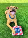 adoptable Dog in statesville, NC named ARTEMIS