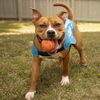 adoptable Dog in statesville, NC named PIZZA PARTY