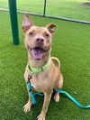 adoptable Dog in statesville, NC named HANDSOME