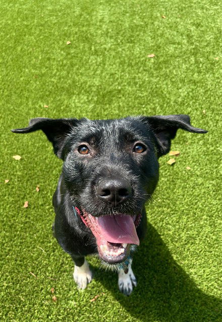 adoptable Dog in Statesville, NC named ELLIOT