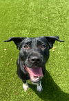 adoptable Dog in statesville, NC named ELLIOT