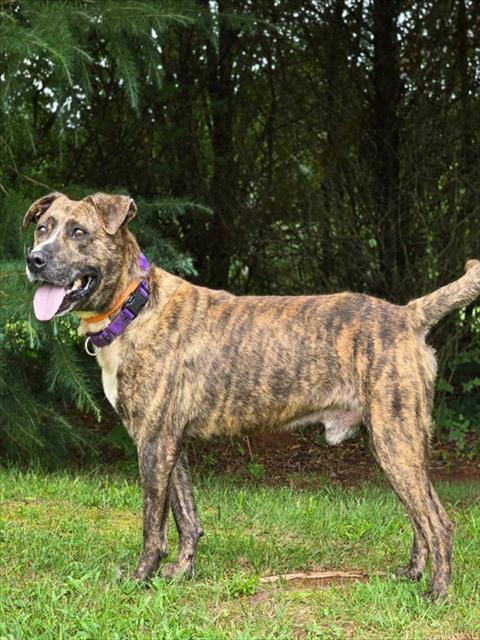 adoptable Dog in Statesville, NC named WESTON