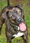 adoptable Dog in  named OAKLEY