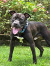 adoptable Dog in statesville, NC named SMUDGE