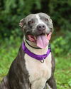 adoptable Dog in  named LEXI