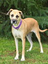 adoptable Dog in statesville, NC named ELLA