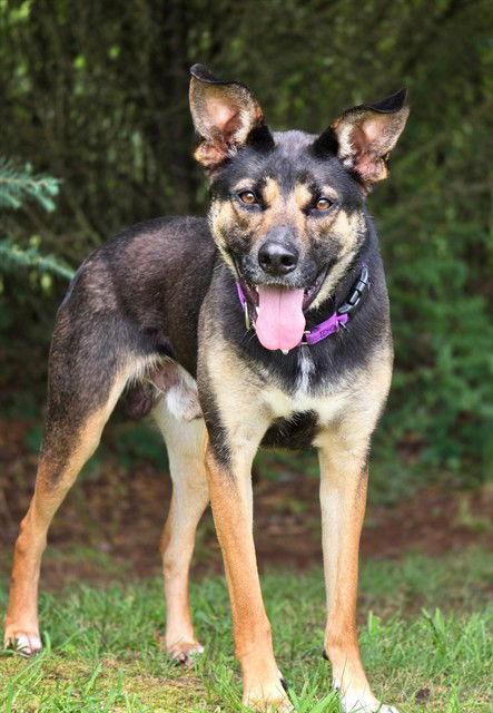 adoptable Dog in Statesville, NC named BENJI