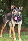 adoptable Dog in statesville, NC named BENJI