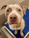 adoptable Dog in statesville, NC named TITAN