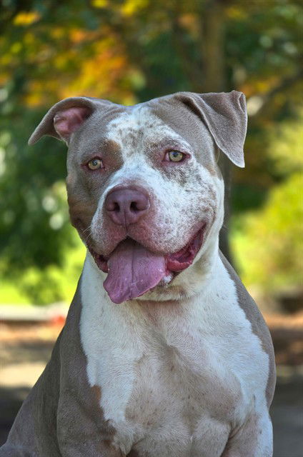 adoptable Dog in Statesville, NC named TITAN