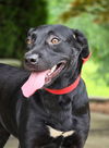 adoptable Dog in statesville, NC named JERSEY