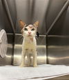 adoptable Cat in statesville, NC named DOUGLAS