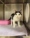 adoptable Cat in statesville, NC named SETH PTOLEMY