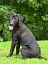 adoptable Dog in  named KELLY