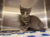 adoptable Cat in statesville, NC named FRANKIE