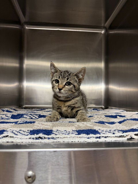 adoptable Cat in Statesville, NC named KITTY PURRY
