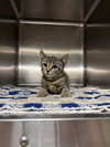 adoptable Cat in statesville, NC named KITTY PURRY