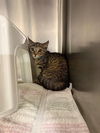 adoptable Cat in statesville, NC named CAYENNE