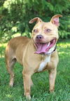 adoptable Dog in  named LUCIANA