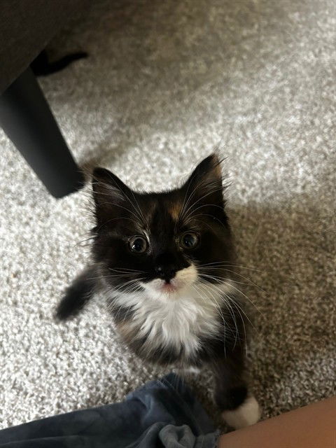 adoptable Cat in Statesville, NC named HASHBROWN