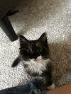 adoptable Cat in  named HASHBROWN