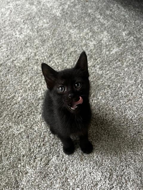 adoptable Cat in Statesville, NC named MCCRISPY