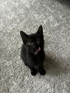 adoptable Cat in Statesville, NC named MCCRISPY