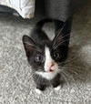 adoptable Cat in statesville, NC named NUGGET