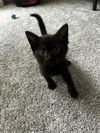 adoptable Cat in Statesville, NC named MCCHICKEN