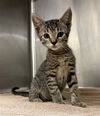 adoptable Cat in statesville, NC named TIGER