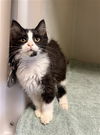 adoptable Cat in  named JANICE