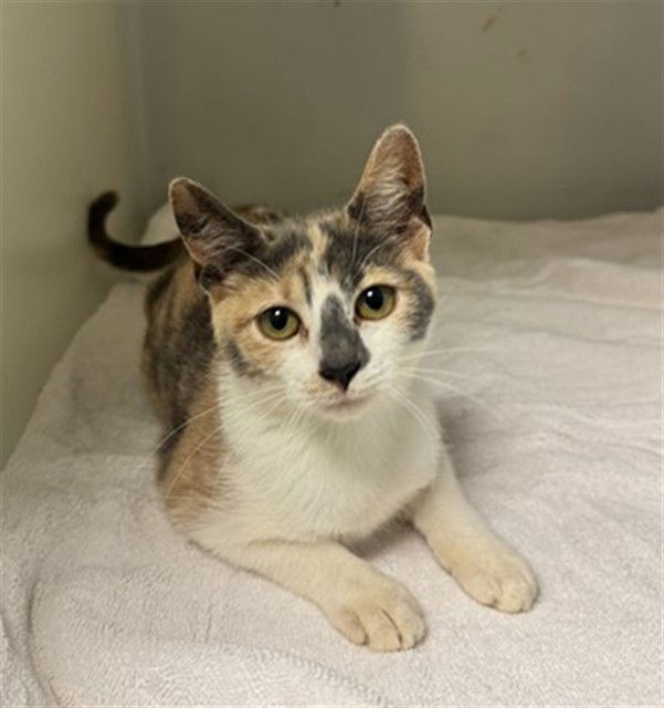 adoptable Cat in Statesville, NC named FLORA