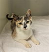 adoptable Cat in Statesville, NC named FLORA