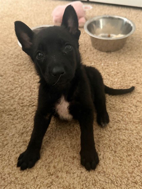 adoptable Dog in Statesville, NC named BRANDY