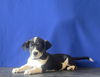 adoptable Dog in  named LINUS