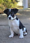 adoptable Dog in Statesville, NC named LINUS